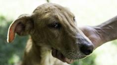 Polsko hlásí nové případy vztekliny. Veterináři objevili hned dvě ohniska