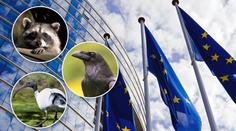 EU nařídila likvidaci některých zvířat! Vytvořila seznam vetřelců!