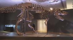 V Londýně jde do aukce jedna z nejzachovalejších koster dinosaura