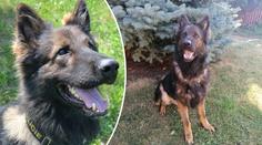 Psí hrdina Majk opět zazářil! Tentokrát zachránil život ztracenému seniorovi