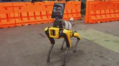 Technologická revoluce! Robot dokáže pást stádo ovcí