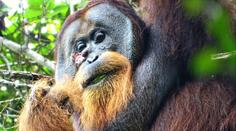Orangutan si sám vyléčil zranění na hlavě, něco takového vědci ještě neviděli