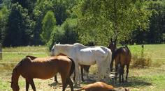 Bez žrádla, vody i stínu. Veterináři odebrali ženě stádo zbídačených koní