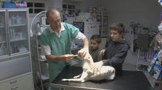 EU chce zakázat některá antibiotika pro zvířata. Budou zbytečně umírat, tvrdí veterináři