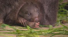 Je to holčička! V pražské zoo se narodilo první mládě vombata