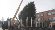Do Pardubic už přivezli vánoční strom. Cesta se neobešla bez komplikací