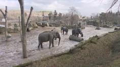 Sloni, plameňáci i gorily. Zvířata v českých zoo si užívají sněhu
