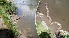 Kde se vzala? Olší plula obří krajta, vyděšení lidé volali pomoc!