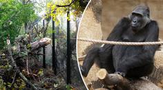 PŘÍMÝ PŘENOS: V zoo krmí zvířata ulámanými větvemi!