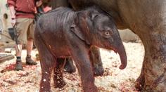 V pražské zoo se narodilo slůně. Je to samička, oznámila zahrada