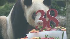 V Číně zemřela nejstarší panda na světě