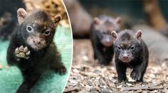 Pražská zoo představila další chloubu – štěňata psů pralesních