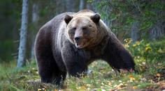 Brutální útok medvěda na Slovensku. Zvíře muži rozdrásalo nohy