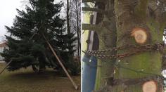 Vánoční strom ve vesnici zlomil vítr, jeho záchrana dopadla neslavně!