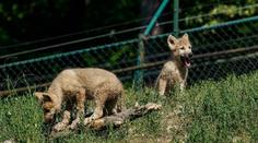 Chlupatá radost v Brně. V zoo se narodila dvě štěňata vlků arktických