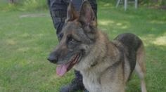 Policisté v Ostravě dopadli čtyři zloděje. Pomohl jim policejní pes