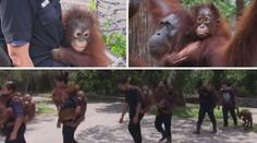 KOŘENÍ: Šance pro orangutany, které nestihly zabít palmové plantáže