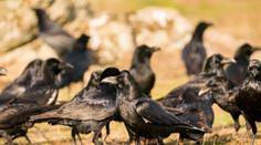 Chorvatsko terorizují agresivní vrány. Lidé se kvůli útokům bojí vycházet
