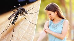 Poblíž Česka se připravují na invazi komára tygrovaného. Může přenášet virus Zika