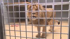 Brněnská zoo má nový lví pár. Doufá, že zplodí mláďata