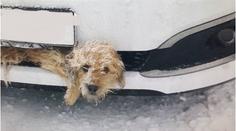 Auto srazilo psa, zaklínil se do nárazníku! Řidič si ničeho nevšiml