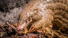 Pražská zoo přišla o jedno z nejvýjimečnějších zvířat. Zemřela jí samice luskouna
