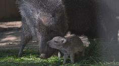 Jihlavská zoo se raduje. Narodilo se tam mládě kriticky ohroženého sudokopytníka