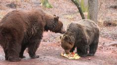 Smutná zpráva, chomutovský zoopark se rozloučil s medvědem Nerem