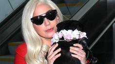 Střelec a únosce psů Lady Gaga byl odsouzen na 21 let. Mladík vinu nepopřel