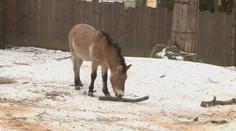 Libereckou zoo uzavřeli kvůli vichřici. Zlomený strom spadl na malé hříbě