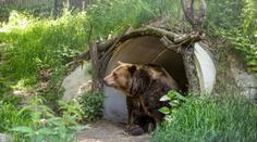 Nečekaná smrt ve známé zoo. Zemřel legendární medvěd Felix