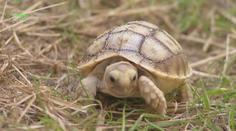V Zoo Ostrava se začala líhnout mláďata vzácného druhu želv