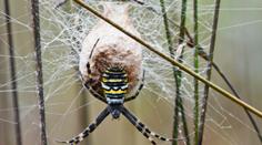 Jak z filmu Arachnofobie! Obří jedovatí pavouci zaplavili americká města
