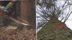 Dřevo je nejlevnější za poslední roky. Můžete si ho natěžit sami