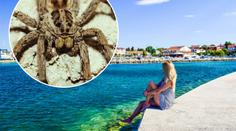 Nic pro arachnofobiky! V Chorvatsku vyfotili obří pavouky. FOTO