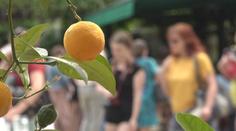 V zámecké oranžerii u Opavy proběhly citrusové slavnosti