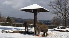 Z ústecké zoo přišla smutná zpráva. Zemřela slonice Kala