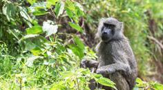 Německá zoo čelí lavině rozhořčení. Zabila 12 opic kvůli nedostatku místa