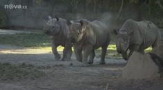 VÍKENDOVÉ PRÁZDNINY: Poznejte nová zvířata českých a moravských ZOO