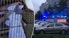 Muž házel hořící peřiny z 8. patra, chránil papoušky před kouřem