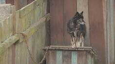 Konec řetězů a uvazování psů. Začne platit novela veterinárního zákona