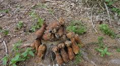 Hledač kovů vyskládal funkční miny k pařezu! Bylo v nich 13 kilo trhaviny