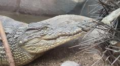 Zoo ve Dvorci u Borovan otevřela krokodýlí pavilon. V Česku jiný nenajdete