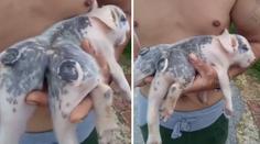 Narodilo se sele se šesti nohama! Farmáři v Číně jsou v šoku
