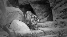Brněnská zoo přišla o ikonickou tygřici. Rozhodli jsme se pro eutanázii, oznámila