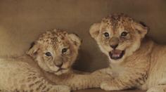 Zoo ve Dvoře Králové slaví. Narodila se tam dvě mláďata lvů berberských