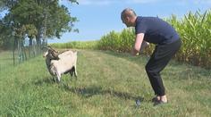 U Boleslavi půjčují zvířata. S kozou můžete na vandr nebo jen na procházku