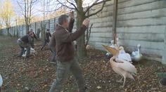 Boj s pelikány. Ošetřovatelé v zoo si musejí oblékat motorkářskou výbavu