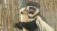 VIDEO: V maďarské zoo se narodila roztomilá opice guaréza