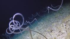Vědci se chystají prozkoumat záhadné dno Indického oceánu
